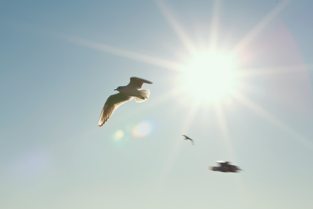 SheratonBWI's tweet photo. Ready for some fun in the sun? Maryland's famous beach towns are a must-visit this summer! From Ocean City to Assateague Island, there's something for everyone. And what better way to enjoy the beach than with a stay at our hotel? Book now and experience coastal luxury! #bwi https://t.co/uQ1I2HQ4iC