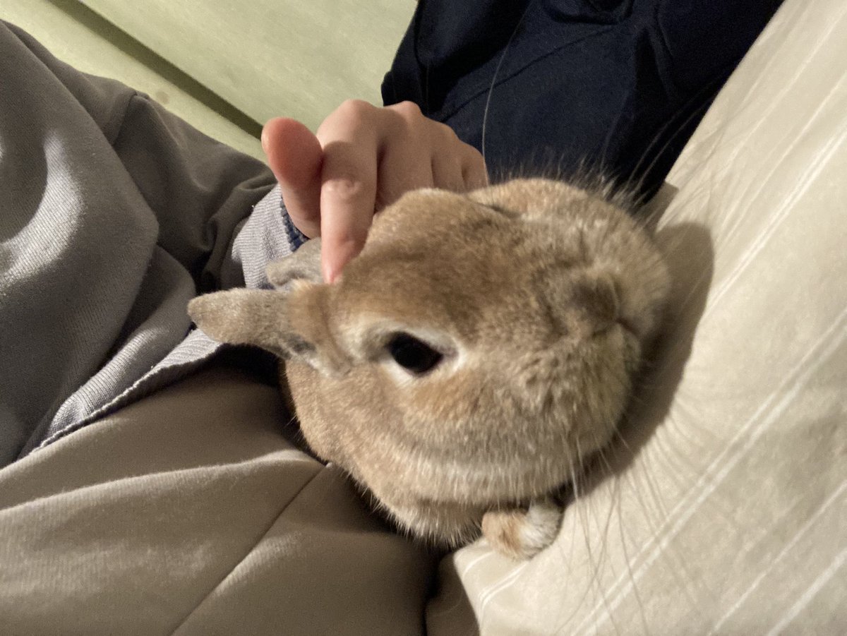 撫でられに来た～～～🥰🥰