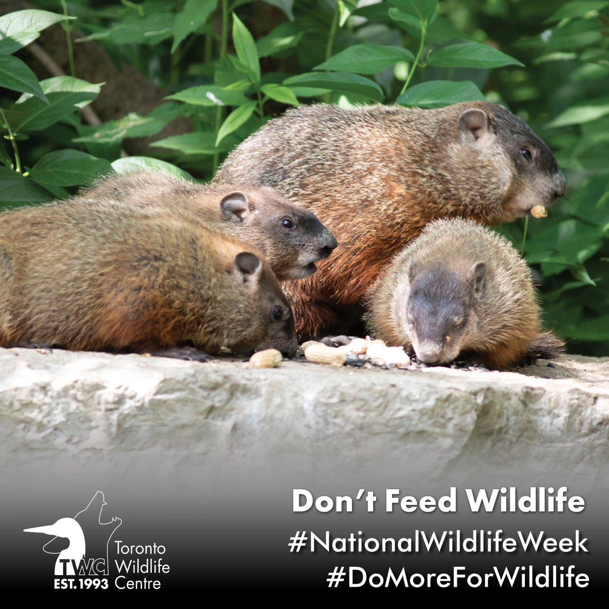 As of April 1st, a municipal bylaw was instated making it illegal to feed wildlife in Toronto.
Feeding wildlife alters their behaviour, putting their safety at risk. #DoMoreForWildlife by planting native species that provide a natural source of food/shelter.
#NationalWildlifeWeek
