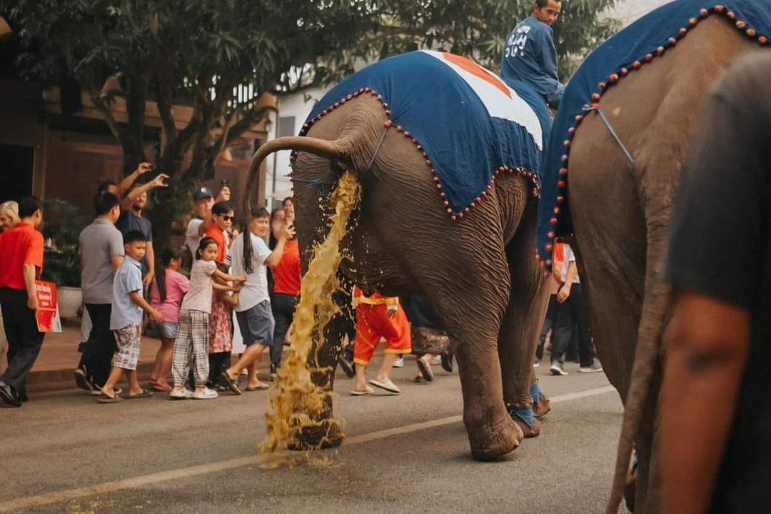 LaosElephants's tweet image. New Year in Laos represents more misery for elephants as they are paraded through the streets... even elephants who are clearly sick! #Laos #ElephantAbuse
