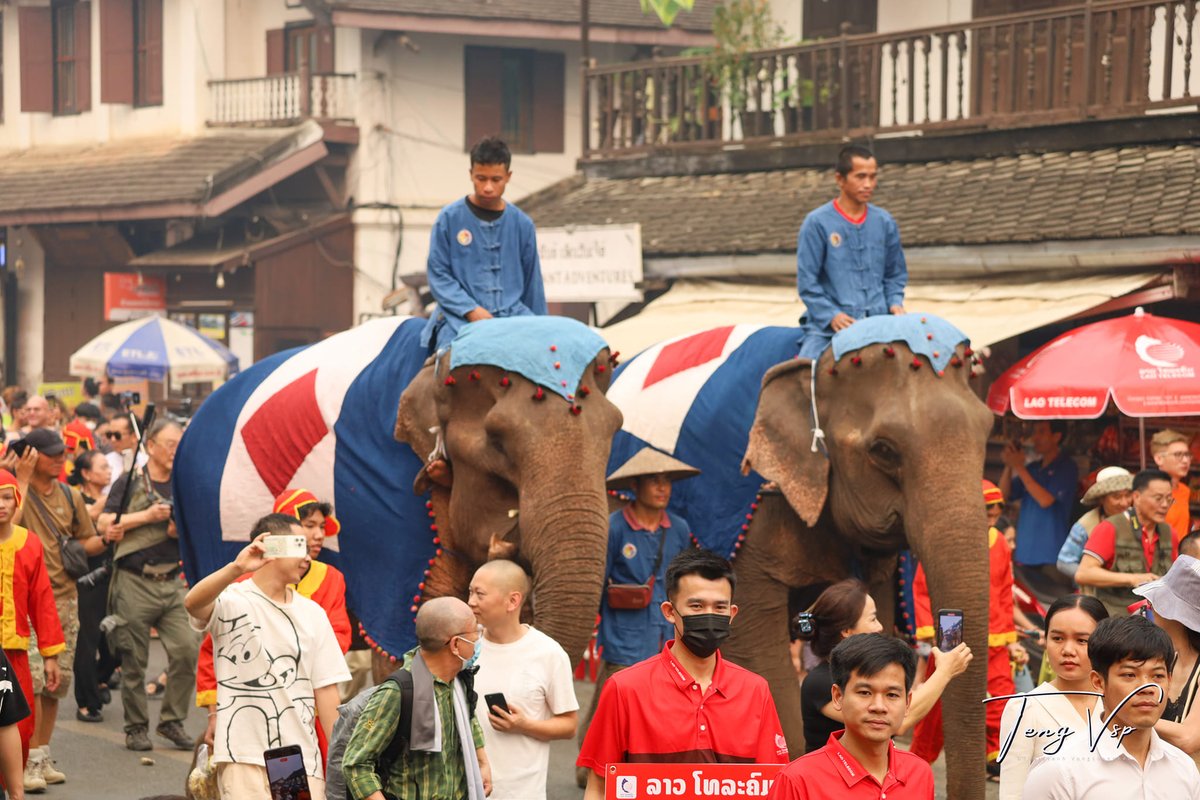 LaosElephants's tweet image. New Year in Laos represents more misery for elephants as they are paraded through the streets... even elephants who are clearly sick! #Laos #ElephantAbuse