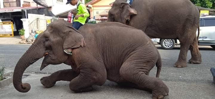 LaosElephants's tweet image. New Year in Laos represents more misery for elephants as they are paraded through the streets... even elephants who are clearly sick! #Laos #ElephantAbuse