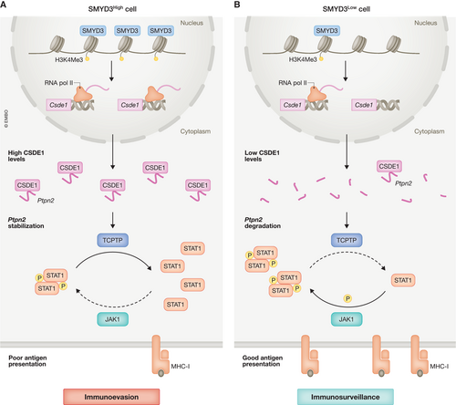 Happy to share our recent @embojournal commentary on #epigenetic #immunoevasion of #cancerstemcells. Kudos to @claudiagalassi9 for doing the heavy lifting here. @weillcornell @WCM_meyercancer @WCMenglanderIPM #WMCRADonc