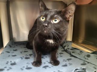 PetfindToronto's tweet photo. #LAWRENCE #VICTORIA PK #LAKESHORE #WINDERMERE #THEQUEENSWAY Pls RT2unite #FOUND #CAT- 11-Apr-23 #Toronto Animal Services A945485 #WEST 416-338-6271 BLACK DSH M/? Age https://t.co/lyQfoVcmSH