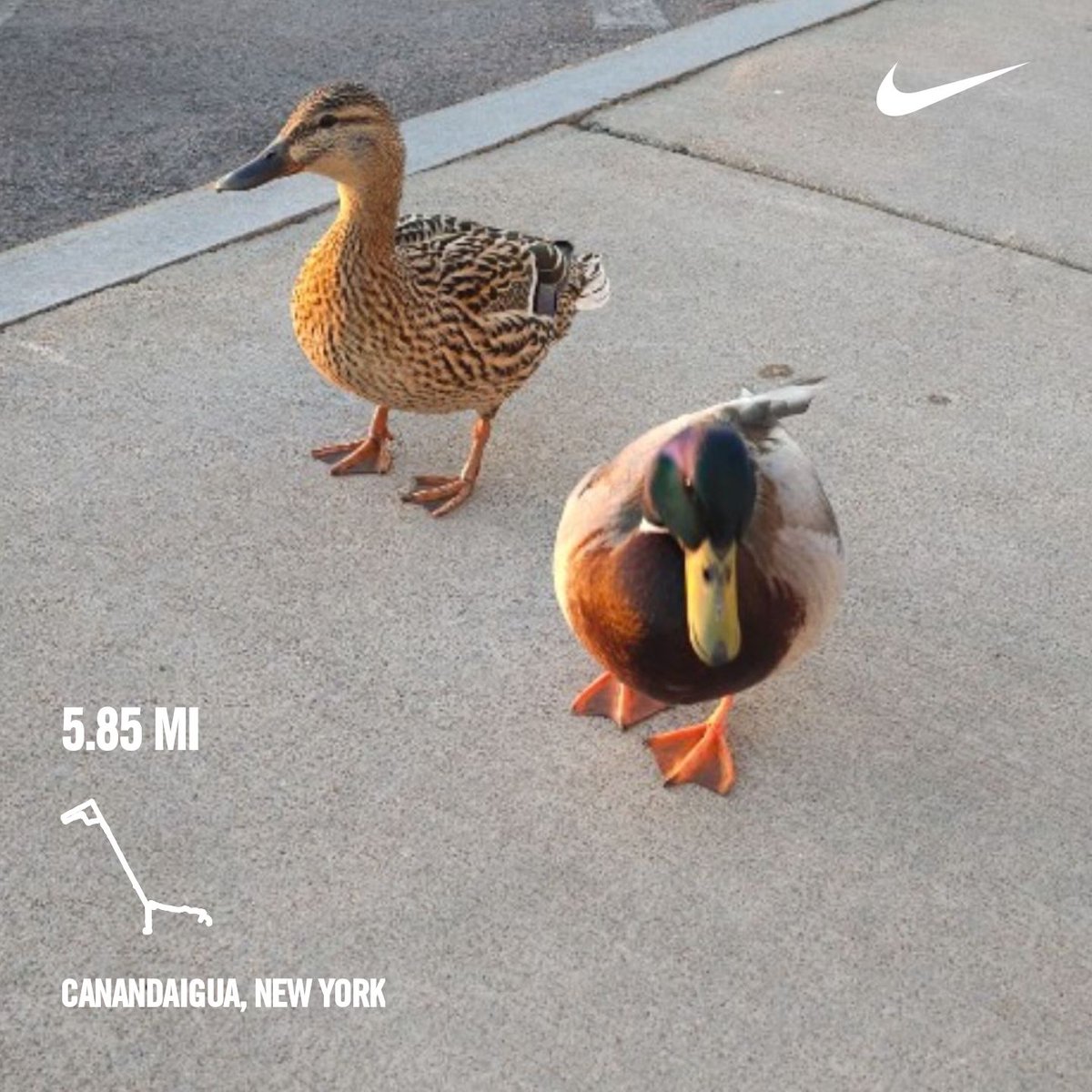 Eric_Morehouse's tweet photo. Beautiful sunrise and meeting up with my new friends again.
#RunWithTheMarines
#SemperFidelis
#NeverForget
#WolfManRunning
#QuackWithTheDucks
#QuackQuackMFer https://t.co/X5xW9R8QSG