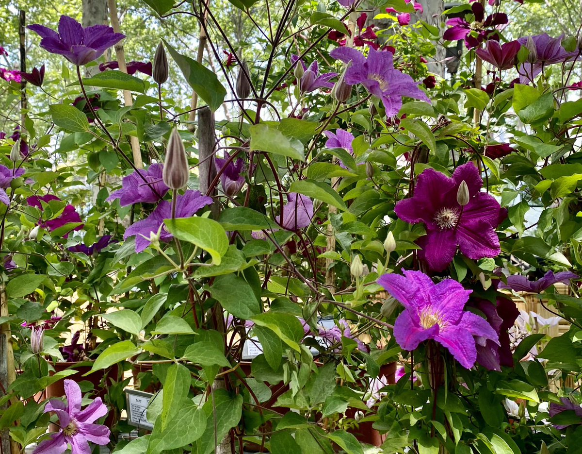 nani195's tweet photo. “Para dar sabor y olor a los panales de miel, eres tú la flor mejor”
#ManuelGonzalezPrada #poesia #libro
#photograghy #flor #flower #myphoto #clematide #aroma https://t.co/8LlEpxQW6N