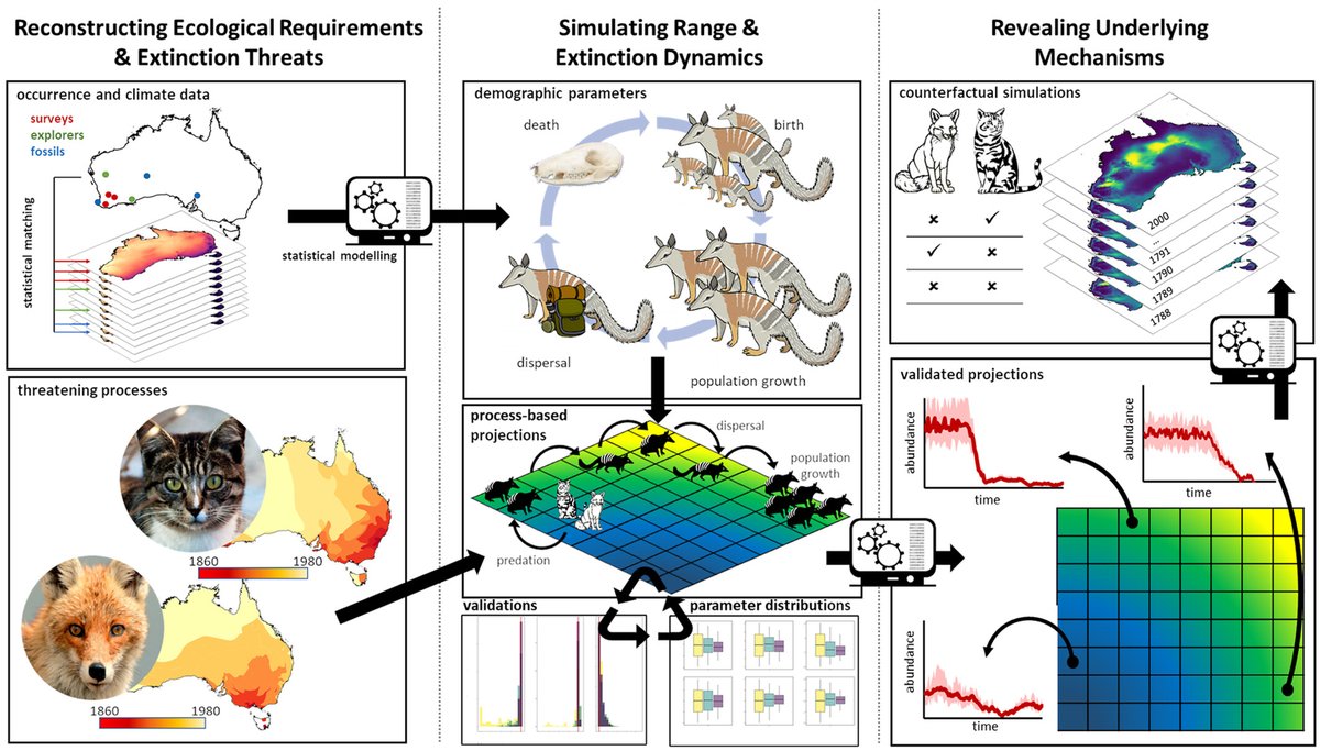 🚨PERSPECTIVE ALERT🚨
Integrating historical data into macroecological models identifies synergistic threats and #extinction pathways to better understand Australia’s mammal declines.

doi.org/10.1111/jbi.14…… 

#WildlifeConservation #Biodiversity