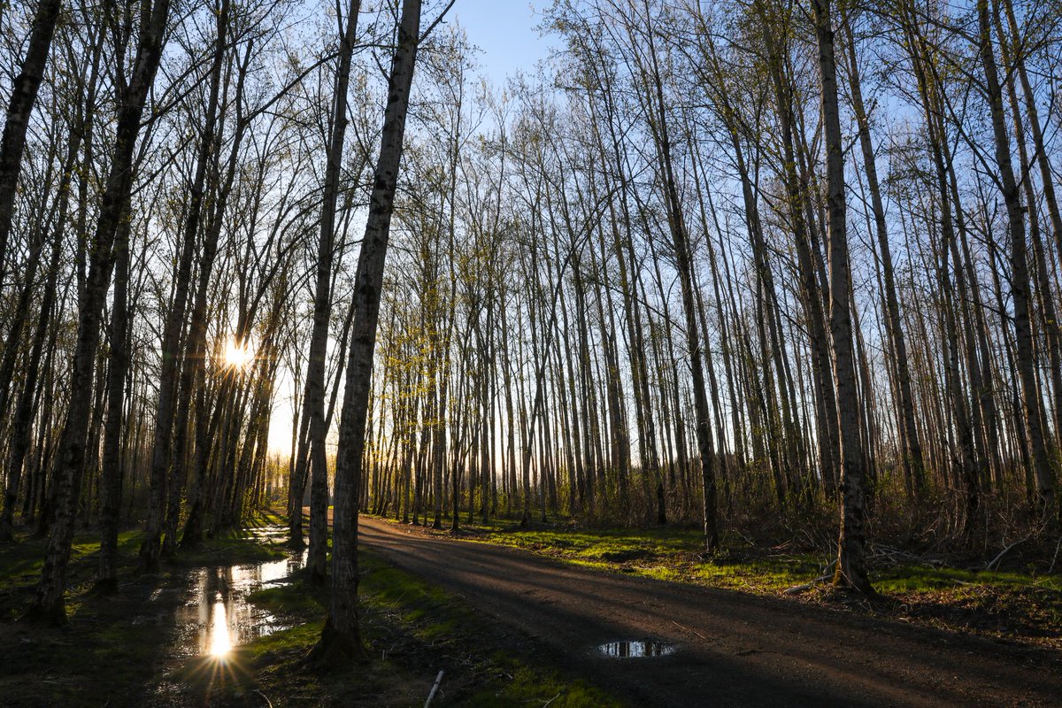 JamestownSet's tweet photo. What's better than 1 sunburst? 2! Had a little quiet time in Carriage Lane last night while I watched the sun slip away.
#wcth #hearties #GoodThingsComeInTrees
πΈ Krista Petrie https://t.co/4YQxMr1QWJ