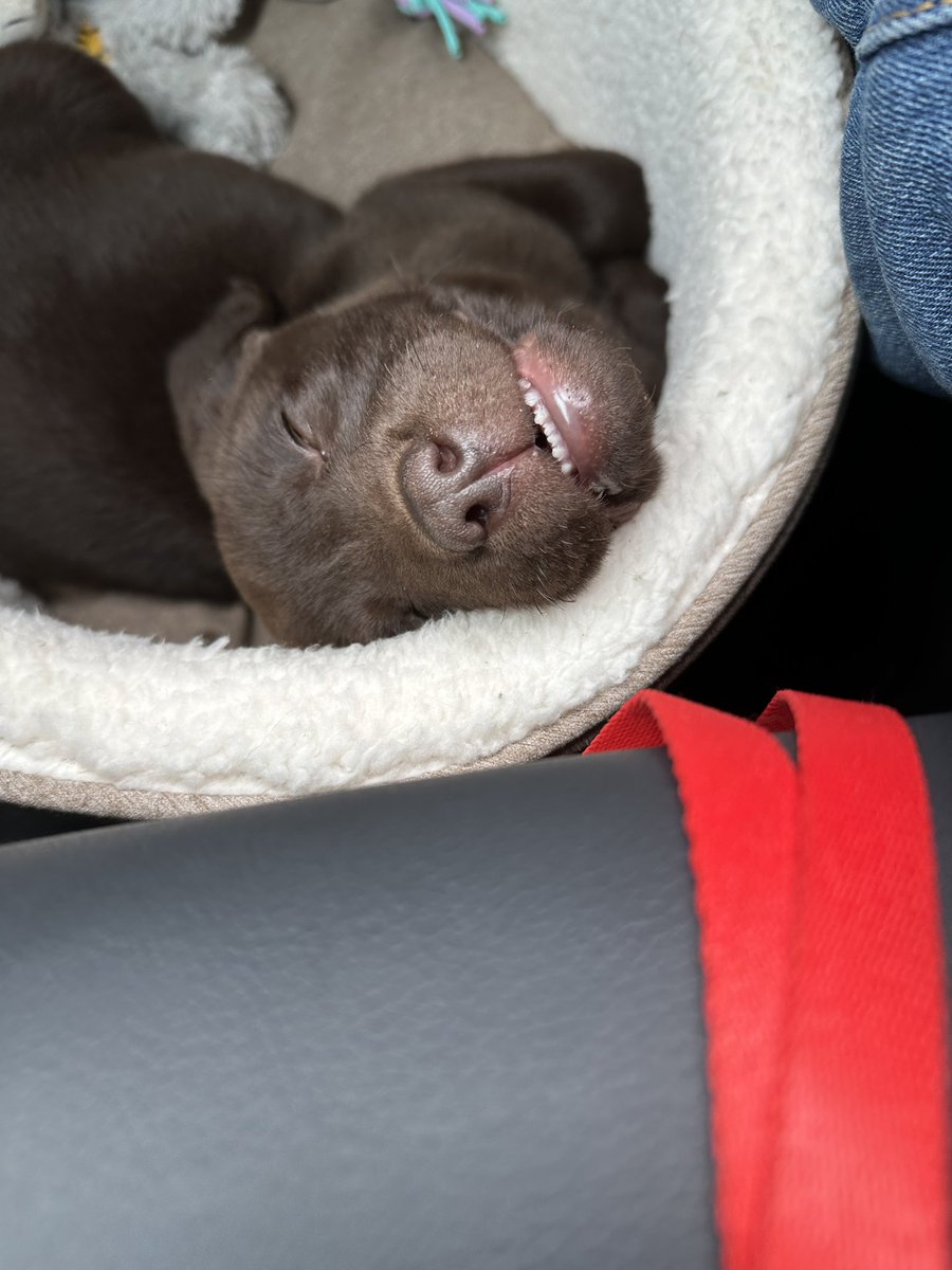 So when is furry piranha going home ? ….asking for a friend