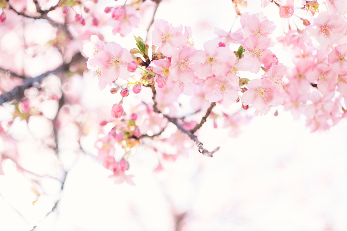 It's already April and the Sakura is blooming across Asia! For a few short weeks, the cherry blossoms invite us to reflect on the beauty of life.
Receive a free 20ml Sakura reed diffuser when you buy any Carroll&amp;Chan jar candle online!
carrollandchan.com/product-catego…