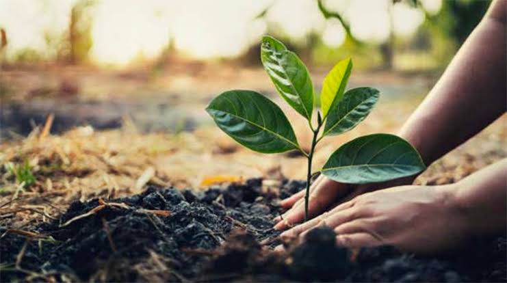 sustainme_in's tweet photo. Please plant more trees🌳🌳..
https://t.co/iCyrPuJBml

#sustainme #plantatree #urbanart #tree #trees #sustainable #Sustainability #sustainableliving #treeplantation #CO2 #Succession #cool #heatwave #TEMPERATURE #TreeOfTheDay #treephotography #treeweek2023 #sustainmetree #plants https://t.co/iQ8Vb40bcy