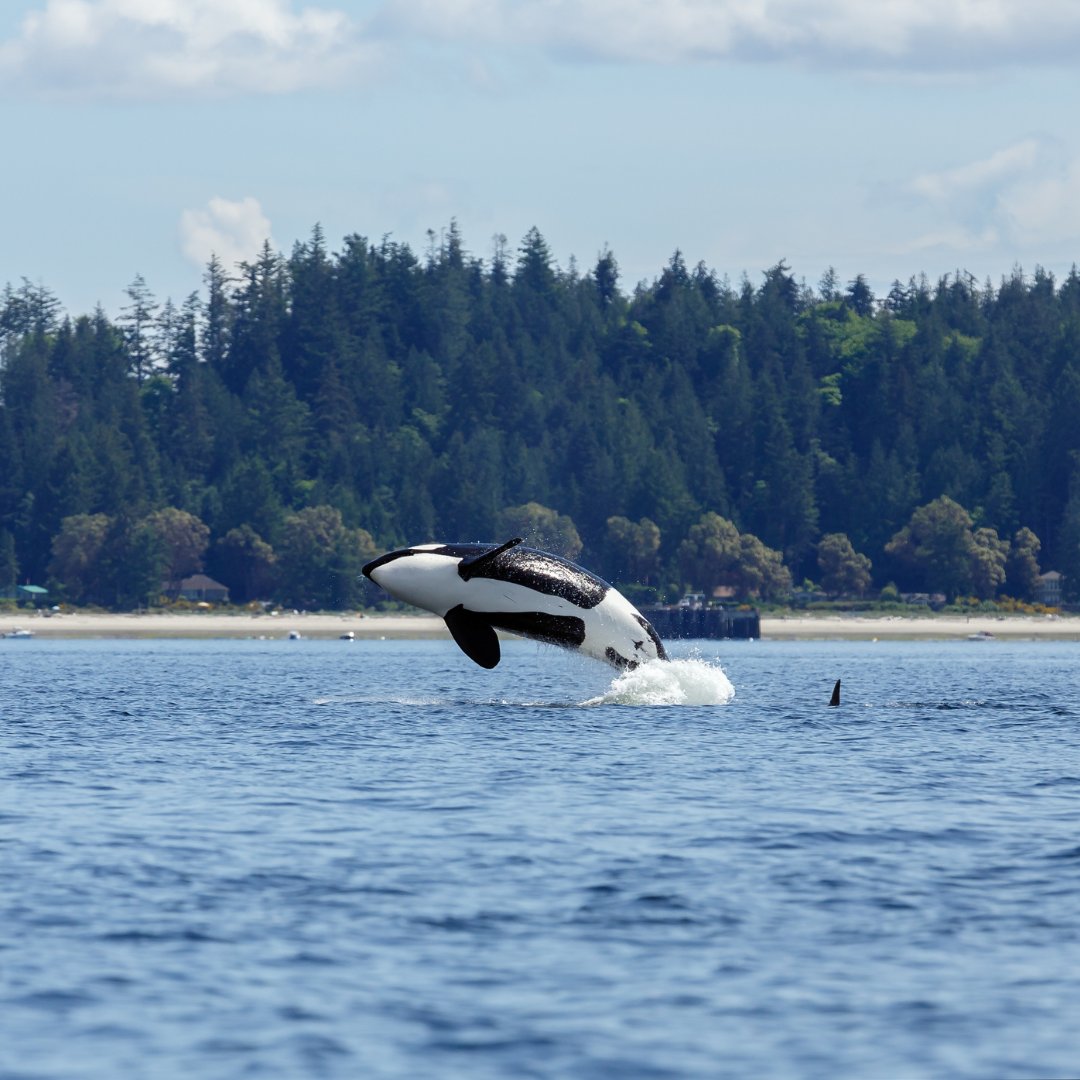 animal_ways's tweet photo. Did you know that orcas are part of the dolphin family? 🐬🐳 Despite their size and predatory behaviour, they share many physical and behavioural characteristics with other dolphins and porpoises. #TheOrcaIsADolphin #Delphinidae #HighlyIntelligent #StreamlinedBody #DorsalFin https://t.co/hsBDSbiMQ1