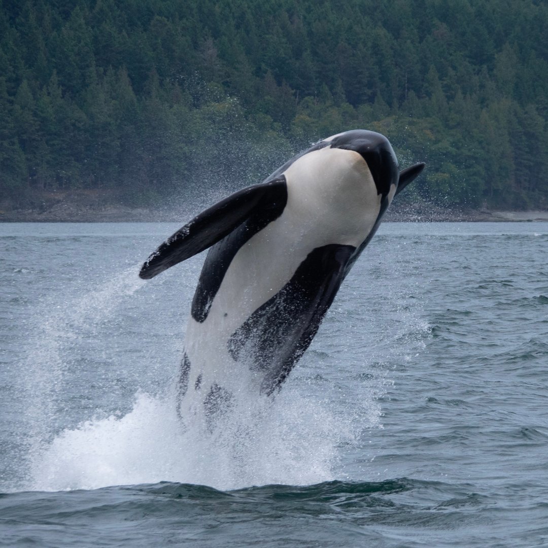 animal_ways's tweet photo. Did you know that orcas are part of the dolphin family? 🐬🐳 Despite their size and predatory behaviour, they share many physical and behavioural characteristics with other dolphins and porpoises. #TheOrcaIsADolphin #Delphinidae #HighlyIntelligent #StreamlinedBody #DorsalFin https://t.co/hsBDSbiMQ1