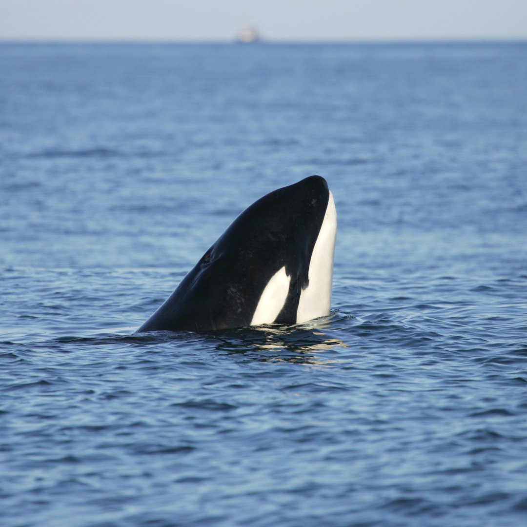 animal_ways's tweet photo. Did you know that orcas are part of the dolphin family? 🐬🐳 Despite their size and predatory behaviour, they share many physical and behavioural characteristics with other dolphins and porpoises. #TheOrcaIsADolphin #Delphinidae #HighlyIntelligent #StreamlinedBody #DorsalFin https://t.co/hsBDSbiMQ1