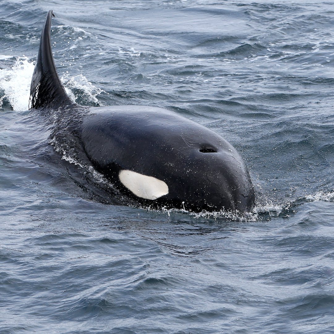 animal_ways's tweet photo. Did you know that orcas are part of the dolphin family? 🐬🐳 Despite their size and predatory behaviour, they share many physical and behavioural characteristics with other dolphins and porpoises. #TheOrcaIsADolphin #Delphinidae #HighlyIntelligent #StreamlinedBody #DorsalFin https://t.co/hsBDSbiMQ1