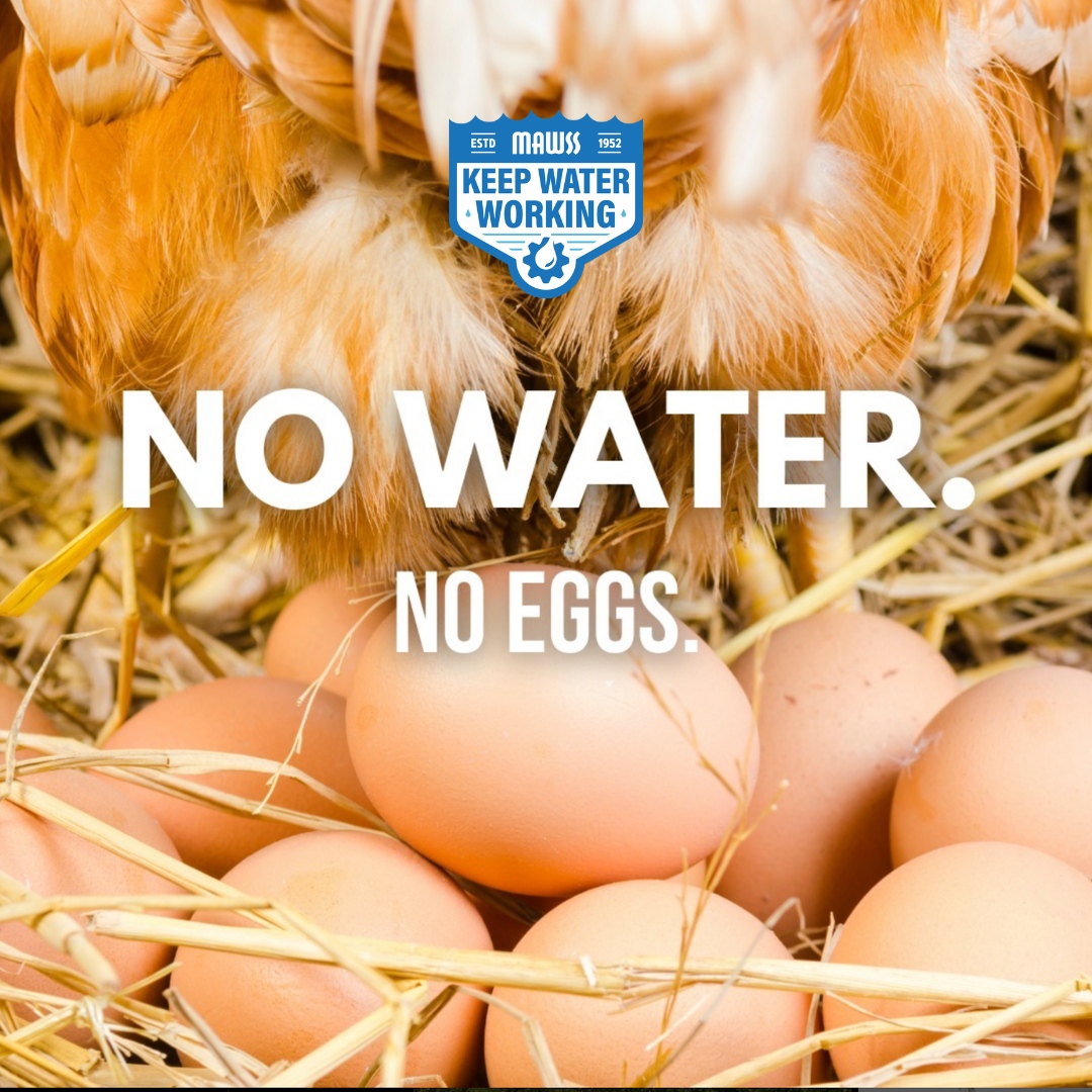 KWWMAWSS's tweet photo. Just like you, chickens need water. Without it, they can’t regulate their temperature for laying eggs. No water = no eggs! 💦🥚 https://t.co/mfrHx7paUB