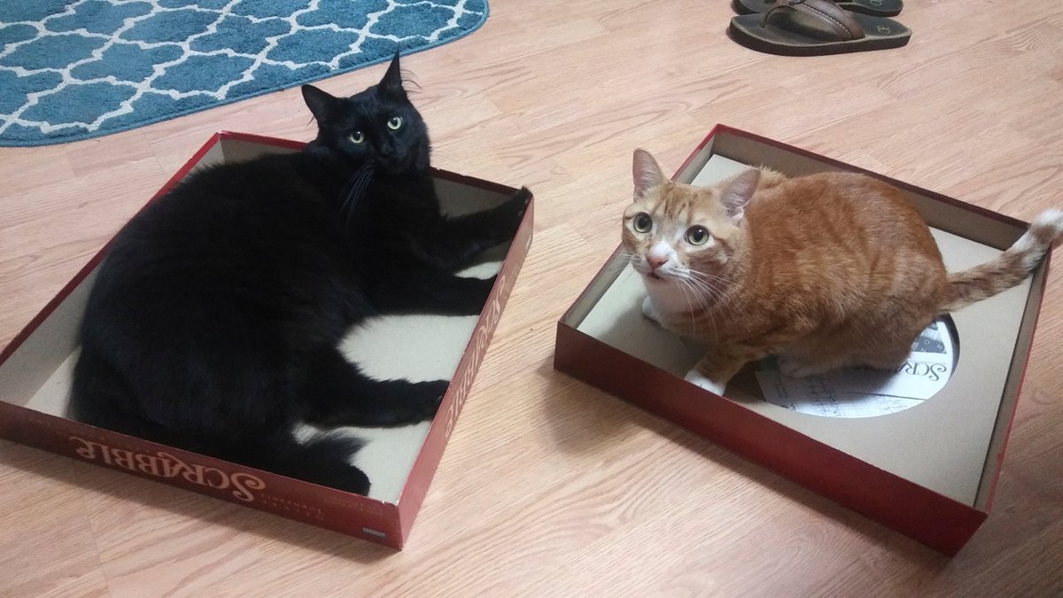 When the Scrabble box became new cat beds! 📷
#NationalScrabbleDay #TBT #ColeAndMarmalade