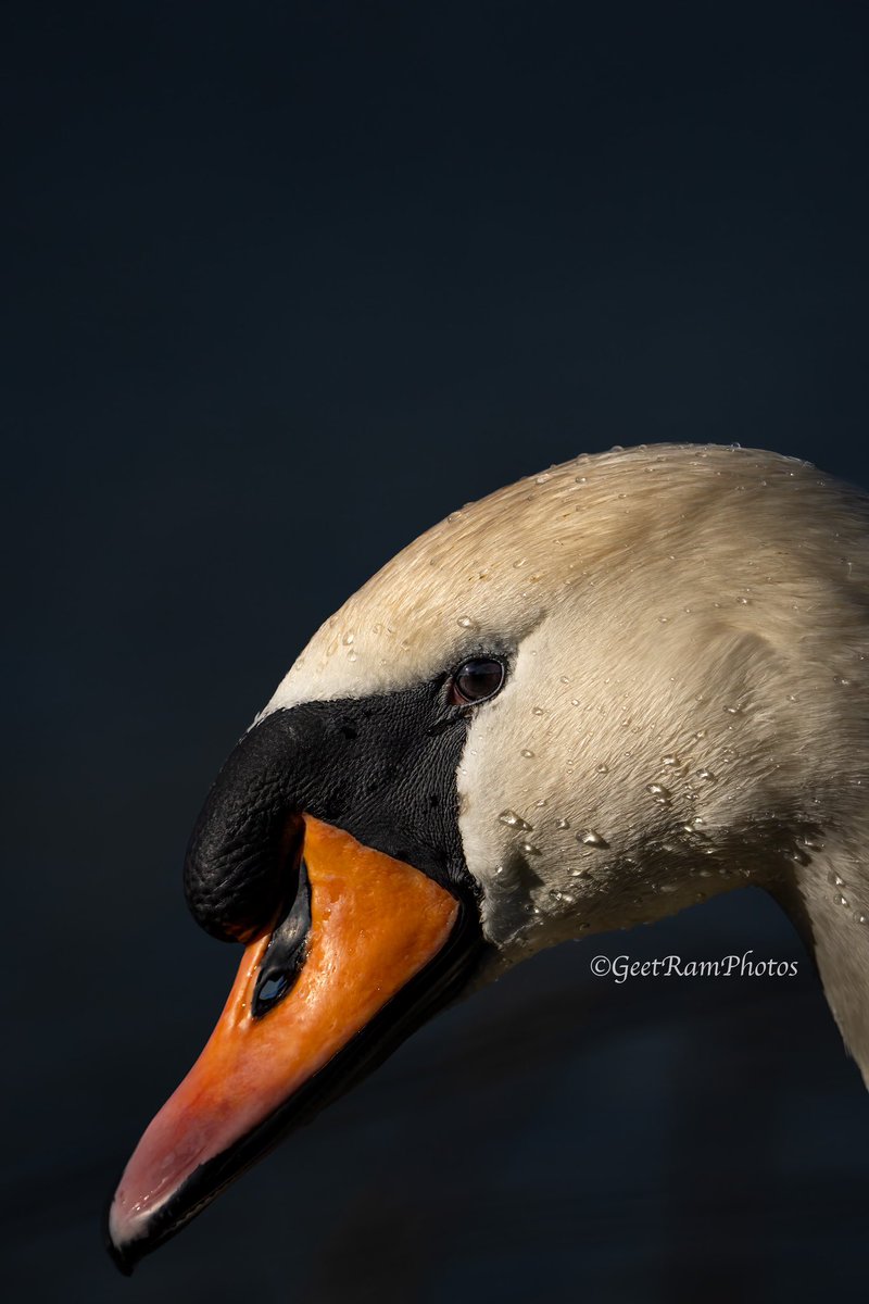 What would you do when the subject arrives too close to you? On this occasion, I went for a close up for this beautiful mute swan at Rutland Waters 😍 @SallyWeather @RutlandWaterNR @Natures_Voice @WildlifeMag @LoveNature @Twitter #wildlife #muteswan #TwitterNatureCommunity #bird