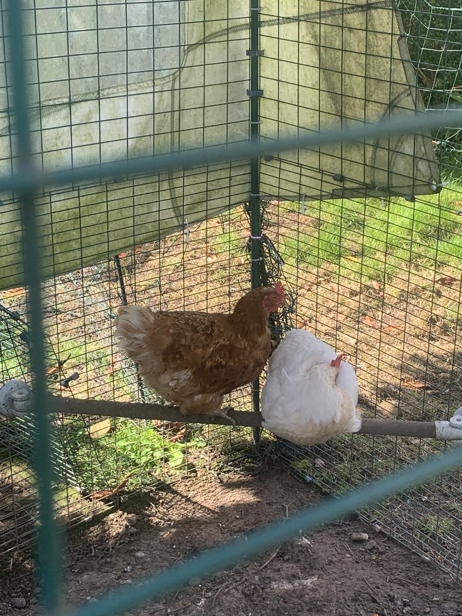 SeanOCualain's tweet image. Interrupted Hen siesta when I went down to collect the eggs for lunch #Omlet #hens