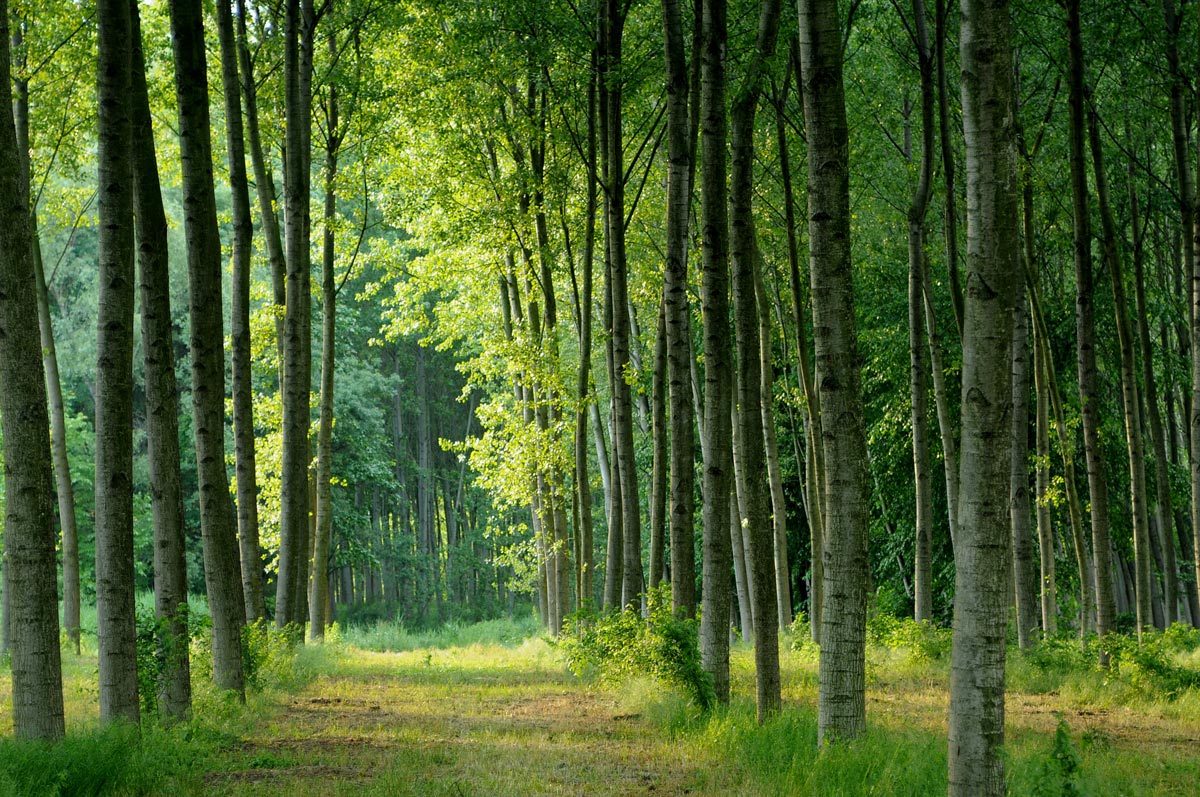 CREARicerca's tweet photo. 📚 #pioppo: scopriamo insieme “l’albero del popolo dei Romani”, la sua utilità energetica, la sua produttività e la sua resistenza a stress biotici e abiotici
su #CREAfuturo 👇https://t.co/Ao8RB3Gud1
@SocialMasaf @reterurale @Cia_Agricoltura
@Confagricoltura @coldiretti @Copagri https://t.co/BT0wBEbZXT