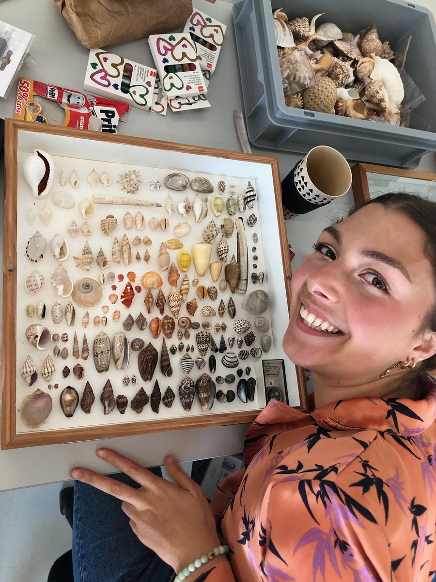 GiadaSpagliardi's tweet photo. #tbt to a fun #colourgradient #seashell display I curated for a talk that @PaulaBiomine and I gave a while ago in #LiveScience @museumnaturalis - featuring my coffeecup, unintentionally matching the Conus shell right next to it ⭐️☕️🧡 check out the before/after pics! ☟ https://t.co/B4hzN9A7Nx