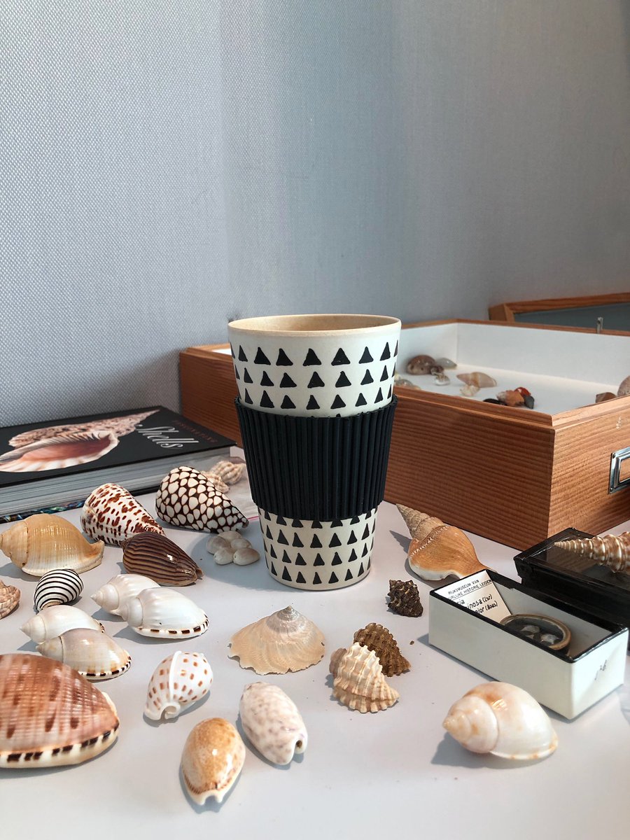 GiadaSpagliardi's tweet photo. #tbt to a fun #colourgradient #seashell display I curated for a talk that @PaulaBiomine and I gave a while ago in #LiveScience @museumnaturalis - featuring my coffeecup, unintentionally matching the Conus shell right next to it ⭐️☕️🧡 check out the before/after pics! ☟ https://t.co/B4hzN9A7Nx