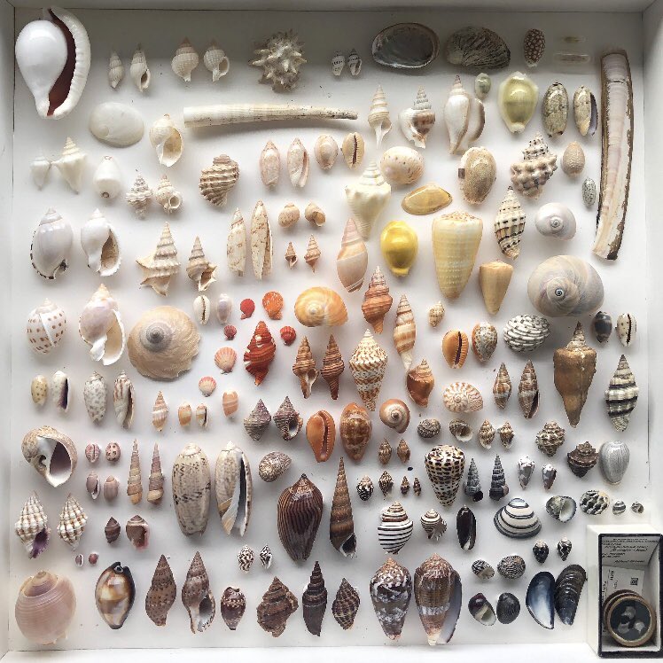 GiadaSpagliardi's tweet photo. #tbt to a fun #colourgradient #seashell display I curated for a talk that @PaulaBiomine and I gave a while ago in #LiveScience @museumnaturalis - featuring my coffeecup, unintentionally matching the Conus shell right next to it ⭐️☕️🧡 check out the before/after pics! ☟ https://t.co/B4hzN9A7Nx
