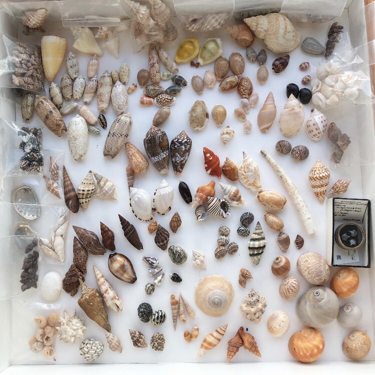 GiadaSpagliardi's tweet photo. #tbt to a fun #colourgradient #seashell display I curated for a talk that @PaulaBiomine and I gave a while ago in #LiveScience @museumnaturalis - featuring my coffeecup, unintentionally matching the Conus shell right next to it ⭐️☕️🧡 check out the before/after pics! ☟ https://t.co/B4hzN9A7Nx