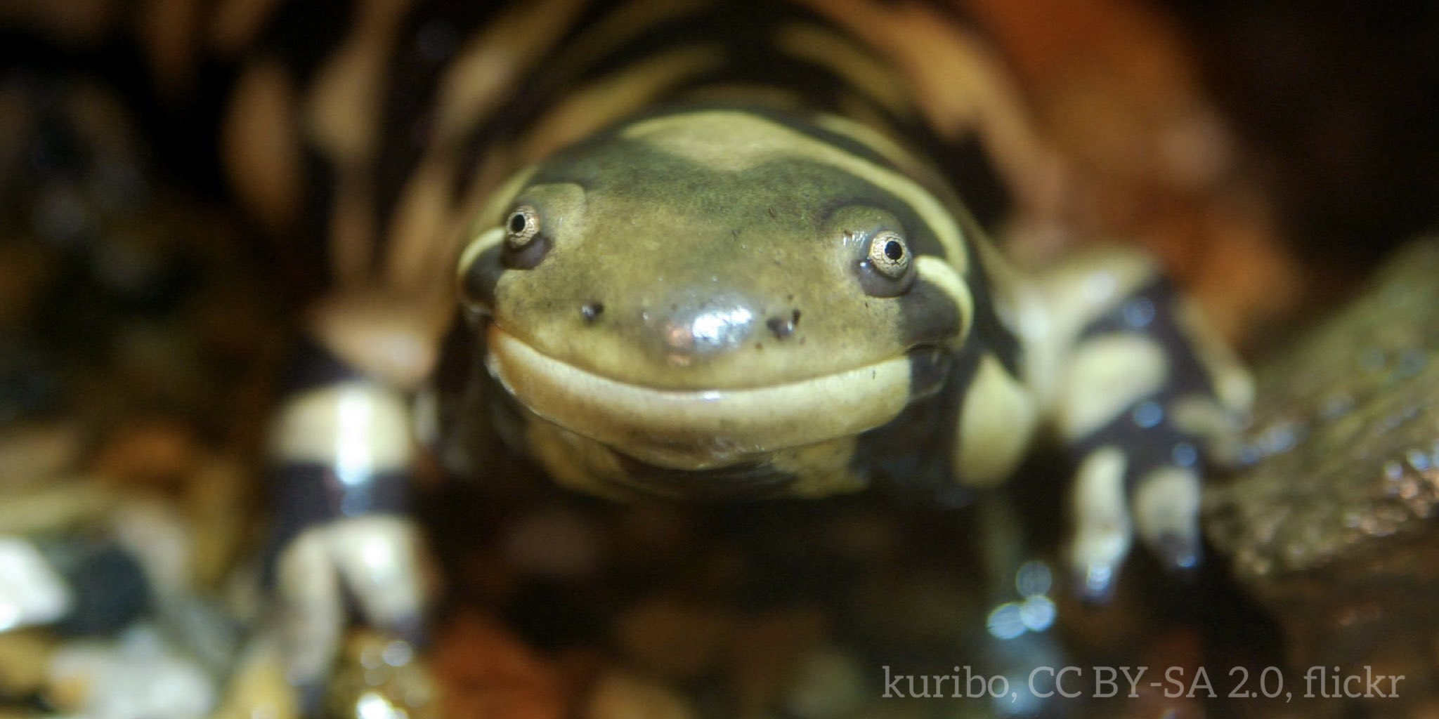 American Museum of Natural History on Twitter: "Smile like the barred tiger  salamander, because the weekend is almost here! One of the world\