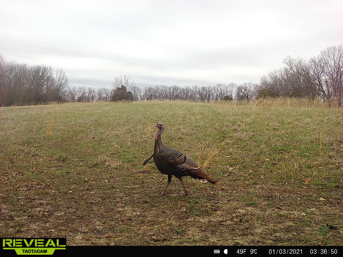 OCWhitetails's tweet image. Are you watching your turkeys with your trail cameras?#oakcreekwhitetailranch #chasinglongbeards #turkeyseason2023
