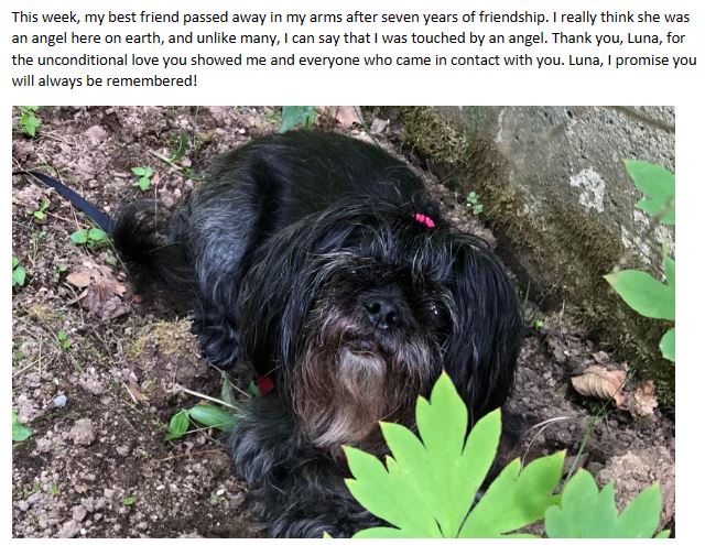 firstmeowcom's tweet photo. @FamousMenDogs @aDoggysWorld #shihtzu @JamesCraigmyle @Lacey41908 @cesarmillan #lovedogs #retweet #Dog #dogsoftwitter https://t.co/cSa3MUg506