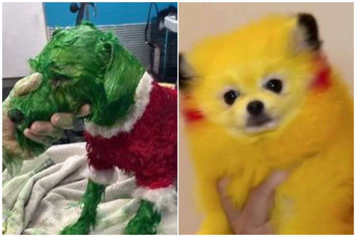 Mani Isna La NativeLivesMatter 🇵🇸 🇨🇺🕊 on Twitter "She Dyed Her Dog to