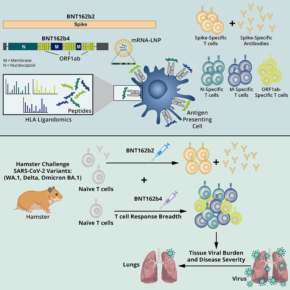 EricTopol's tweet photo. A T-cell directed vaccine against Covid, with non-spike, conserved antigens (e.g. nucleocapsid, ORF1ab), effective in experimental models for preventing disease, has gone into clinical trials https://t.co/Iahj9pTCzI
https://t.co/JbQYGGjd8c @CellCellPress https://t.co/j1wJGVHLNT