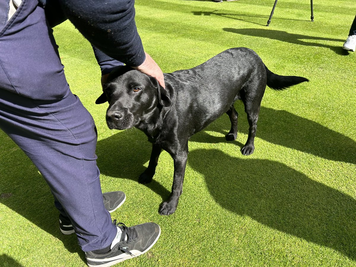 TheMickWeston's tweet photo. Glorious day @WoburnGC with @dangrieve &amp; @Golfsnappper - I do love a black lab https://t.co/GVV8TZg42n