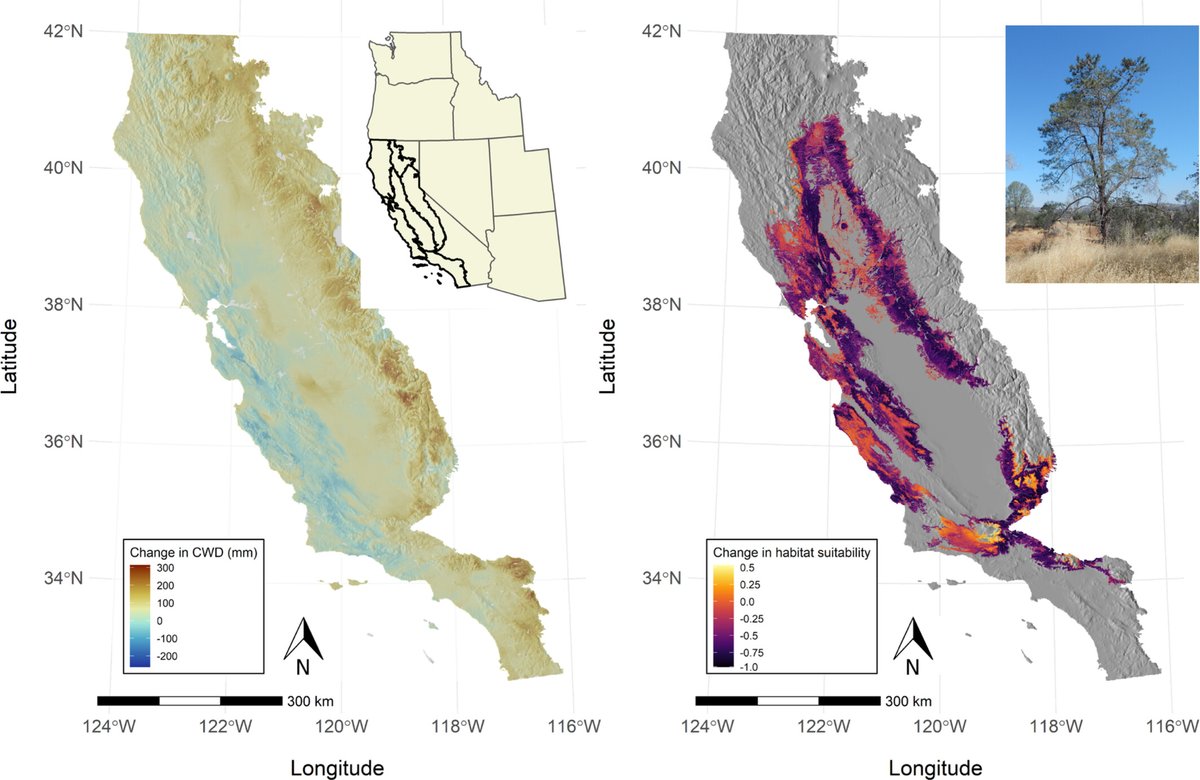 JBiogeography's tweet photo. Species distribution modelling has become an essential tool in #biogeography, aiding in #conservation assessment and predicting future global change impacts. Recent progress includes genetically informed models and community distribution models.

https://t.co/IwdaAkQKUM https://t.co/3ELTVqLvr0