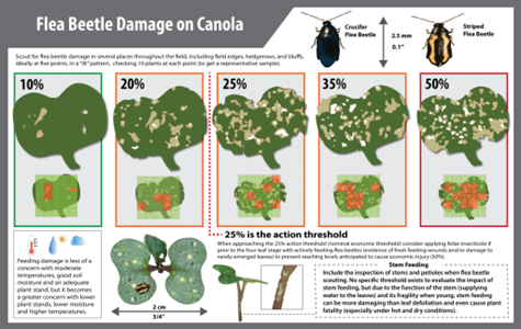 The action threshold for flea beetles in #canola is average leaf defoliation approaching 25%. To help make that assessment, use our defoliation graphic. 

A plant with serious (killing) levels of stem feeding can be counted as 100% leaf area loss:  canolacouncil.org/canola-watch/f…