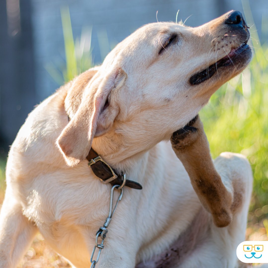 If you suspect your dog has allergies, don't wait! 
Our team can provide quick and accurate diagnosis and treatment 🐕 bit.ly/2TlsyVk 

#dogallergies #petallergies #animalallergies #allergycare #vetservices #thefamilypethospital #ashlandma