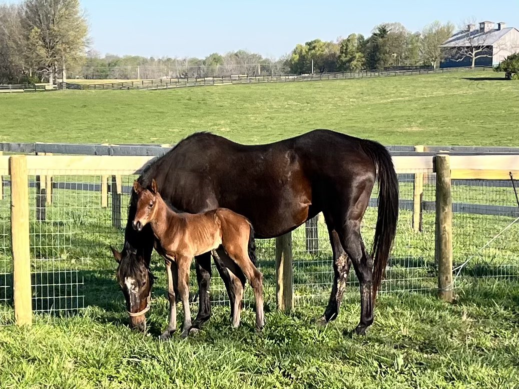 TomRyanKY's tweet photo. Last crop of Kittens Joy.

Excited to get a big beautiful filly o/o Menifeeque, this foal is a 1/2 sister to G3 Dogeood winner Thank You Marylou. 

Bred in partnership with @HartwellFarm #SFbred https://t.co/EAatTkueRL