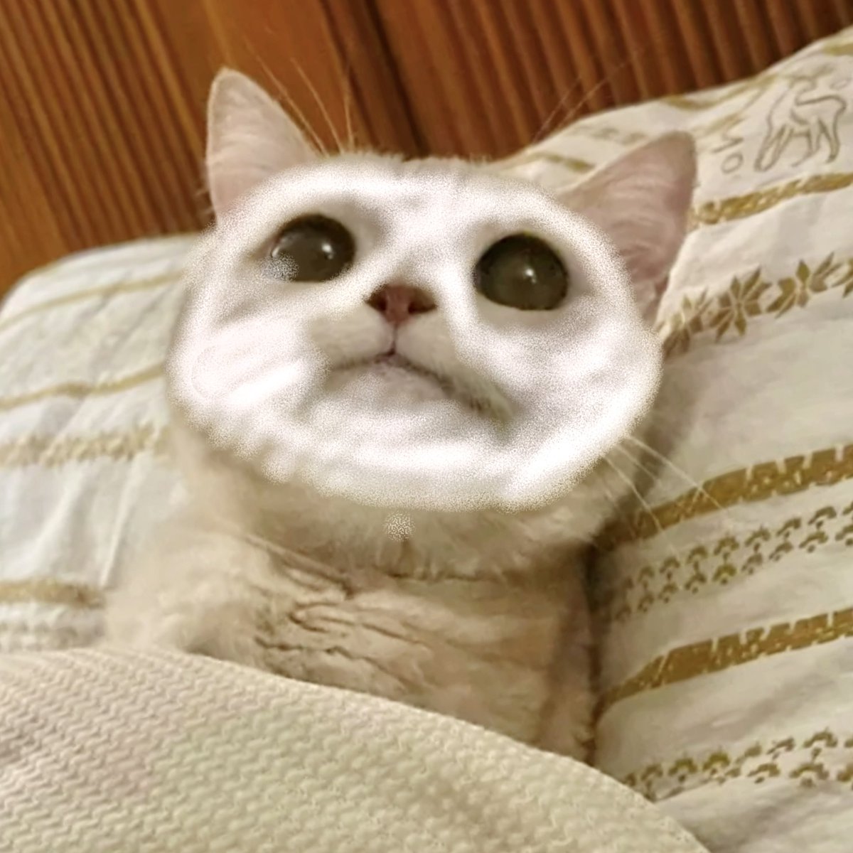 cibifr's tweet image. bOOP – BOOP! ₍⑅ᐢ.ˬ.ᐢ₎ hihi good eve sir, have you had dinner? i hope so &amp;lt;33 now, let this pretty baby volunteer himself to accompany you, may i? 🥺 since chie use pwetty–lonjwin as mma main musEE &amp;amp;&amp;amp; i'm a purely submissive too! so, i'm very match with you right? &amp;gt;___O

—