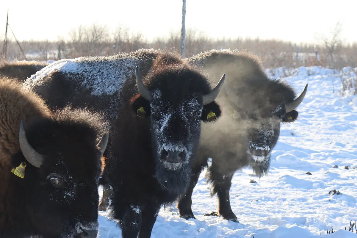 Steppe bison in the Pleistocene Park.