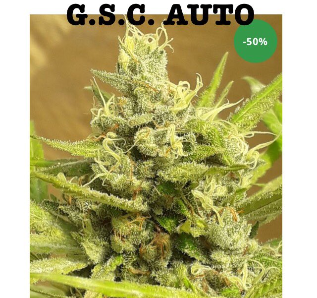 Lineagegenetics's tweet photo. MASSIVE savings on all our Automatic strains. 4 days Only.
#420community #420friendly #420gamers #420Life #Automaticseeds #Automaticseeds #CannabisCommunity #cannabislife #cannabisnews #homegrownweed #legalizecannabis #qualityseeds #WeedLife #thc https://t.co/uUv7n8mdgZ