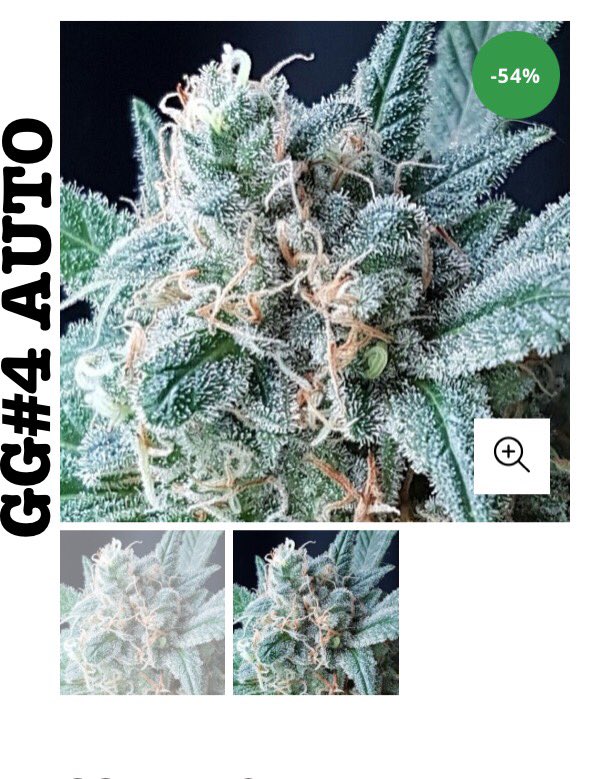 Lineagegenetics's tweet photo. MASSIVE savings on all our Automatic strains. 4 days Only.
#420community #420friendly #420gamers #420Life #Automaticseeds #Automaticseeds #CannabisCommunity #cannabislife #cannabisnews #homegrownweed #legalizecannabis #qualityseeds #WeedLife #thc https://t.co/uUv7n8mdgZ