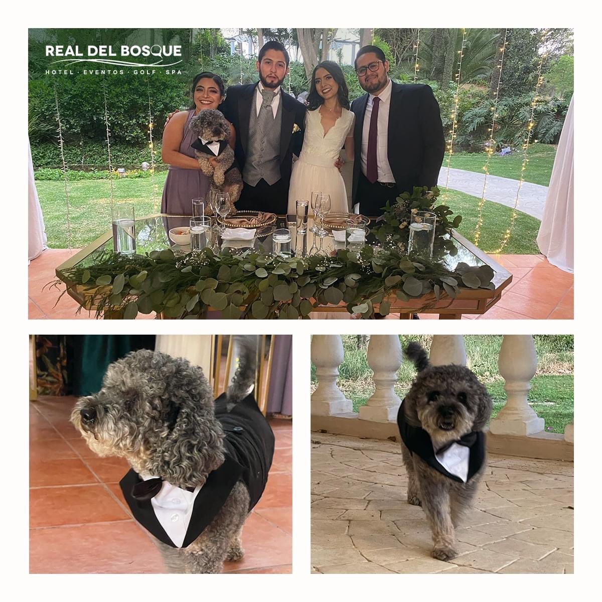 Realdelbosque's tweet photo. ¿Un evento Pet Friendly?
En #RealDelBosque todo es posible.

Choco  fue el invitado VIP en la hermosa boda. ¡Felicidades a los novios!

Nos encanta ser parte de estos momentos irrepetibles. 🐶💍

#Eventos #Hotel #Tula #Hidalgo #Bodas #Bautizos #EventosSociales #petfriendly https://t.co/Lgrt8CcVrJ