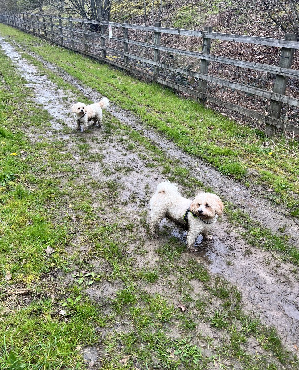 DollyHPN's tweet image. Quick question… where is Spring?! 

Went for a lunchtime dog walk &amp;amp; ended up hiding from crazy hailstones. 

We have two very happy but VERY dirty good doggos now 😂 

#hailstorm #notmyspring #britishweather