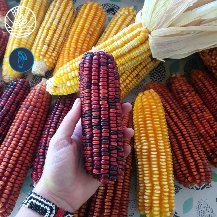 ekonavi_com's tweet photo. Beautiful corns planted in agroforestry systems. Check more in https://t.co/AqtfhM15uT ! 🌳🚀 https://t.co/jHM6QLvKuZ