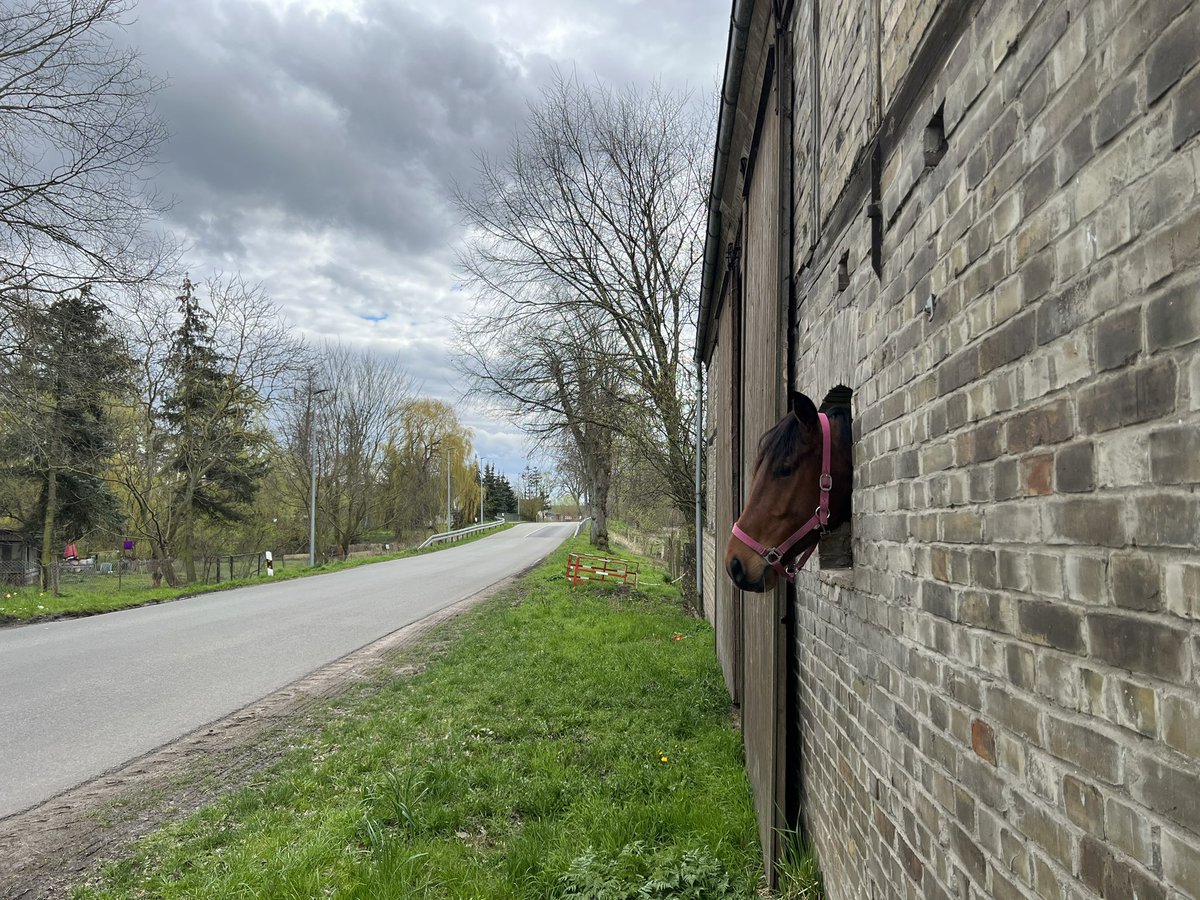 Jedes Mal, wenn ich durch Kietz fahre, freue ich mich über dieses Pferd.