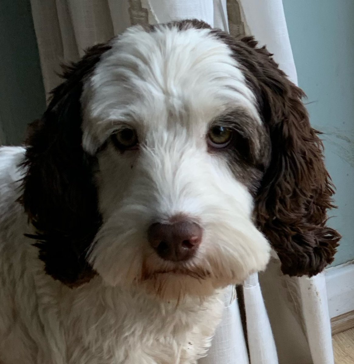 MelanieRedman11's tweet photo. @buitengebieden Here’s my Bailey - snap!! https://t.co/02iuSZrHZR