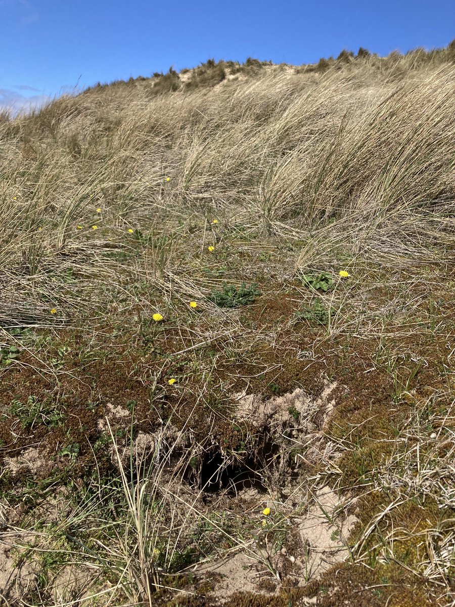 NinaWhiteman's tweet photo. Follow us down a rabbit hole for a multisensory BELOW GROUND performance on Friday 21 April! Shows at 6pm and 8pm for 1 hour.
Last few tickets available here for £10 or pay what you can!: https://t.co/khVFpd9XwN 🔦🐇 https://t.co/S6SNh3VwK5