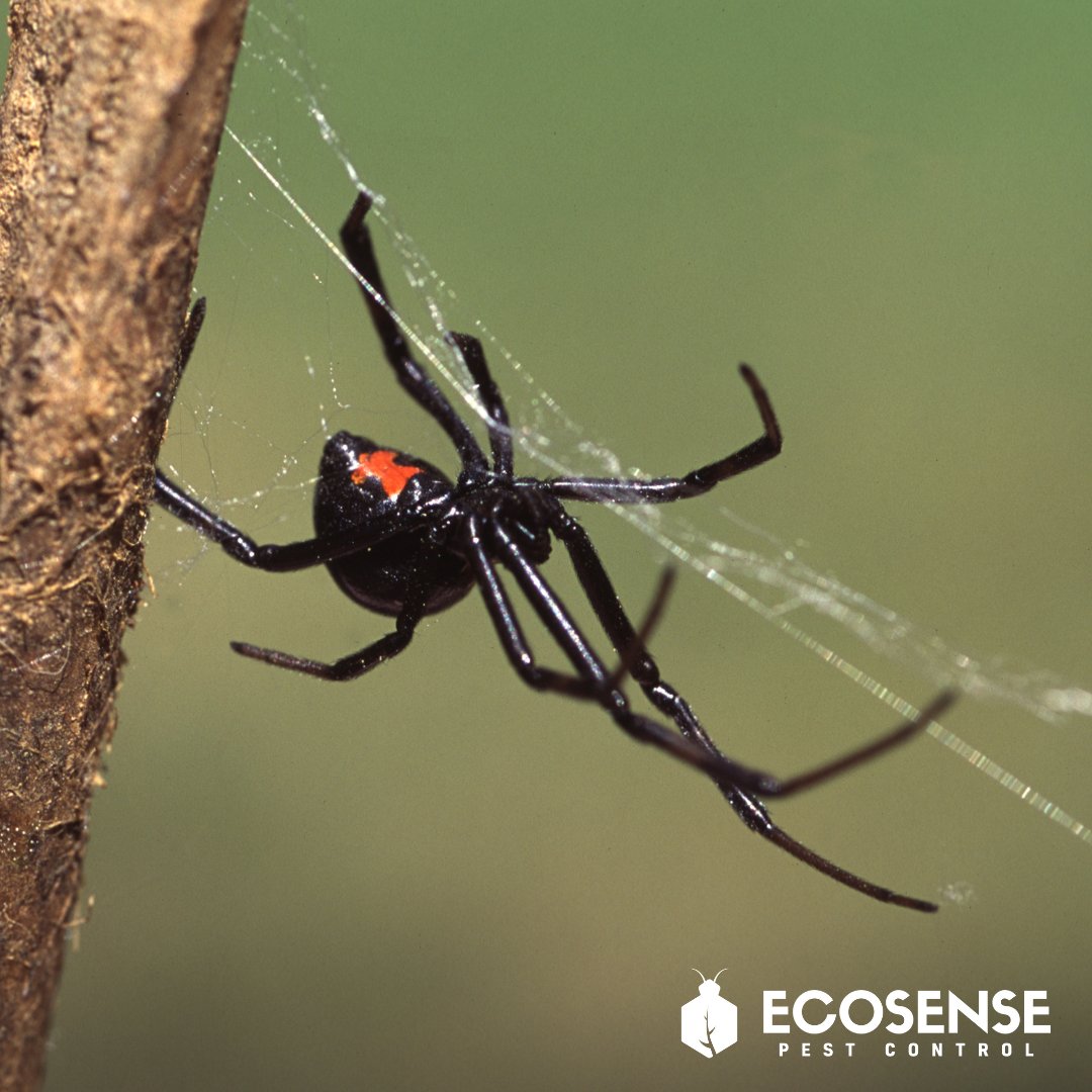EcosensePest's tweet photo. The flowers are blooming and the bugs are out in full force in Meridian! Don't let these little pests invade your outdoor space. Keep your picnic area and playground bug-free with EcoSense Pest Control. We'll take care of the bugs so you can enjoy the sunshine. #boise https://t.co/96eaC00dSF