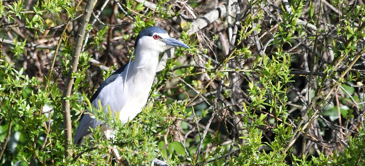 youngonesfive's tweet photo. Black-crowned Night Heron
Iford Bridge, Bournemouth, Dorset #IfordBridge #NightHeron 
@DorsetBirdClub #NaturePhotography #BirdsOfTwitter #TwitterNatureCommunity @ThePhotoHour @StormHour #Rarevisitor https://t.co/rQdy69uwzM